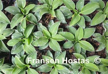 Hosta Funky Mouse